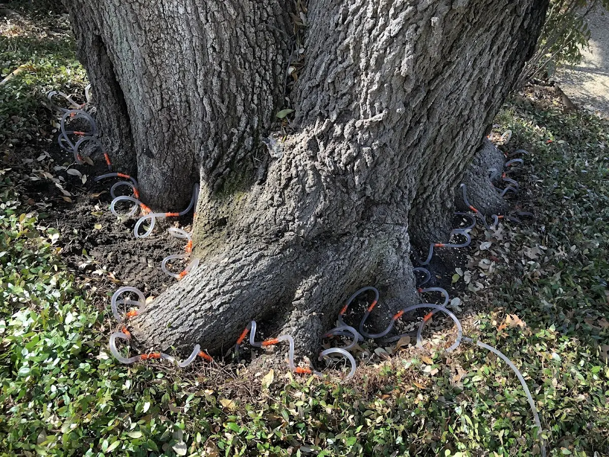 Detailed Tree Cabling and Bracing job site in Center Cross
