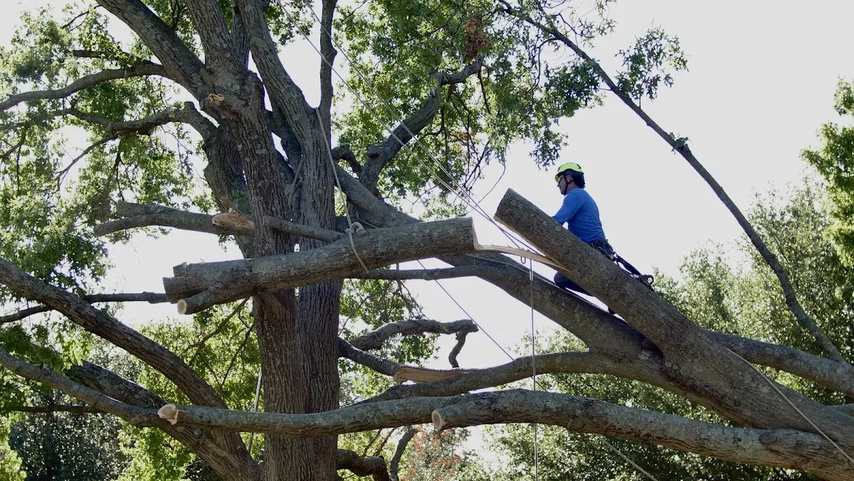 Professional Hazardous Tree Removal performed by certified arborists in Center Cross