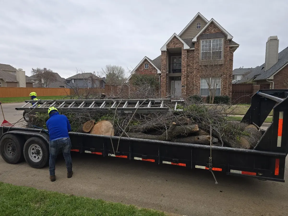 Expert Tree Removal with proper safety equipment in Center Cross